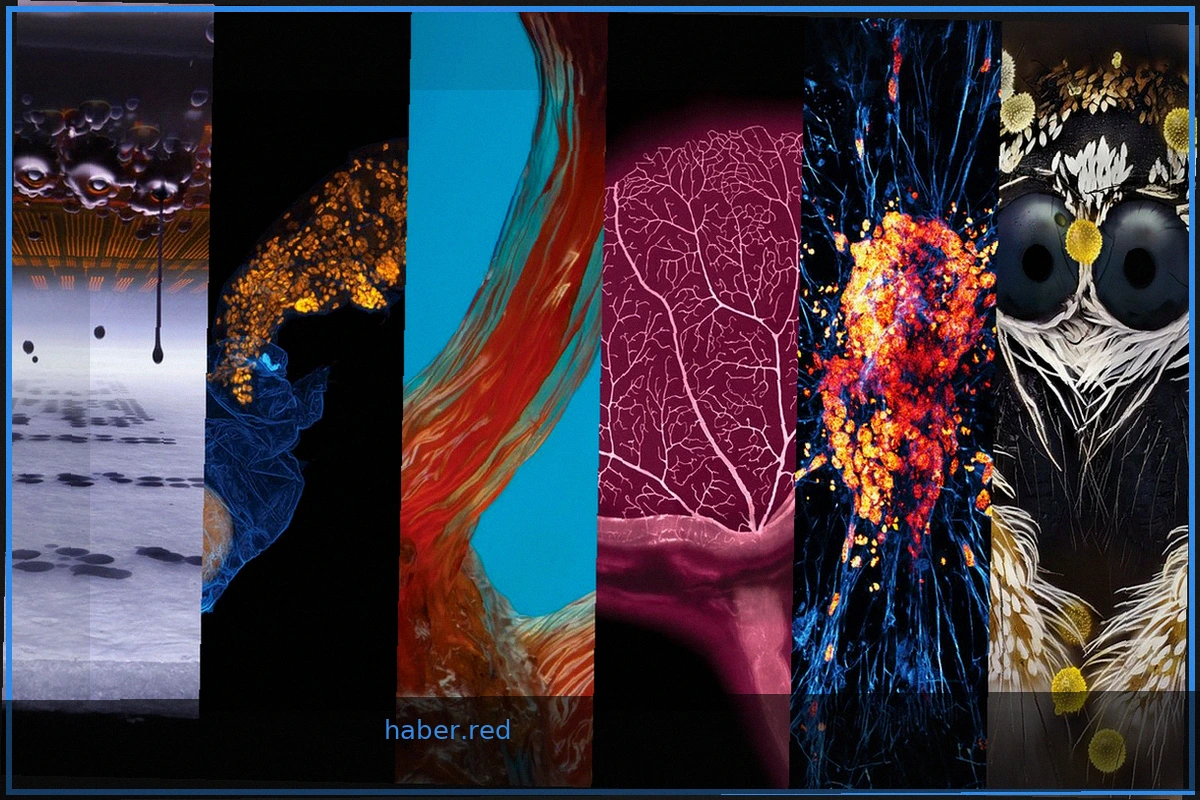Peek into hidden worlds revealed by the 2026 Nikon Small World contest