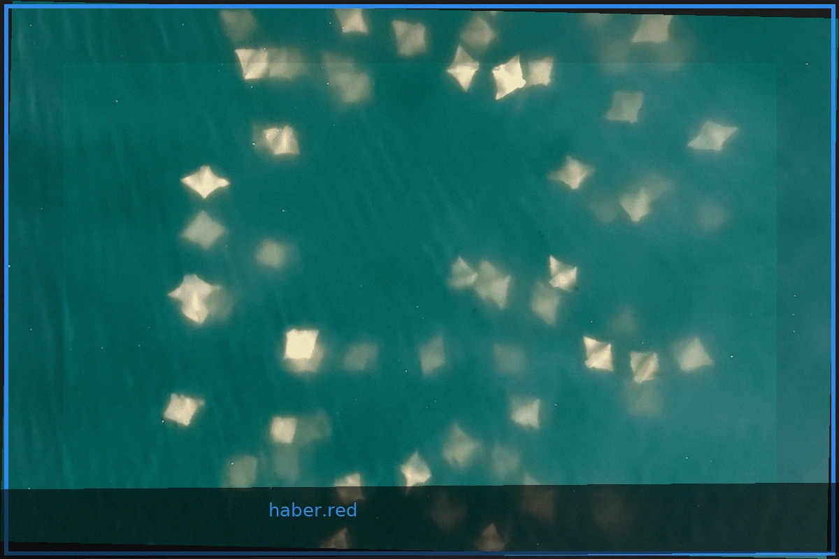 Hundreds of Stingrays Swarm New York Coast